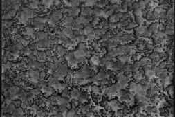 蒋氏敬日草.十二卷.敬日堂外集.十二卷.明.蒋德璟撰.明崇祯时期刊.隆武元年续刻本.书号A01767.灰度胶片 PDF电子版下载