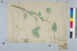 蔬菜瓜果图谱 PDF电子版下载